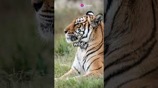 Facts About Tigers!