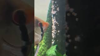 African dwarf frog eggs or angelfish eggs ?