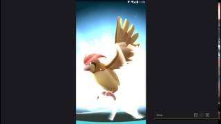 Pokemon GO - PIDGEOTTO EVOLUTION