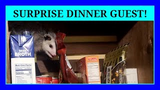 FISHBITE - The Pantry Raid! Baby opossum invade the koi room.