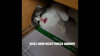 lucu kecil2 baby panggil namanya ngerti meong2