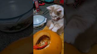 Carving a pumpkin with my KITTEN 😸!