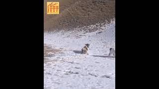 #shorts when the first snow fell, jokes with animals, выпал первый снег, приколы с животными