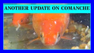 Comanche is Still Going Strong! Goldfish with Dropsy.