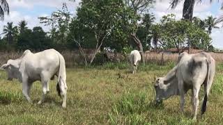 10 ANIMAIS EM MENOS DE 2 HECTARE NA SECA: É preciso mudar o manejo?