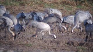 La Grue "Blanche" du Der et les Grues cendrées