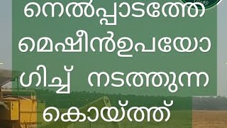 നെൽകൃഷി കൊയ്ത്ത് മെതി മെഷീൻ  വിളവെടുപ്പ്  @thaninadanmalayalivlogs7069