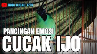 PANCINGAN EMOSI CUCAK IJO,CUCAK IJO GACOR MATERI MMEWAH‼️