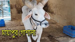 মায়াপুর গোশালা || মায়াপুর ইস্কন মন্দির || mayapur gosala