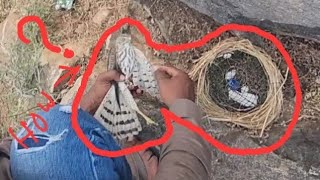 shikra Trap and release | Raptor bird trap and release