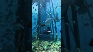 Scuba Diving