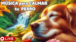 Paz y Tranquilidad para tu Perro: Música Relajante de 12 Horas 🎶