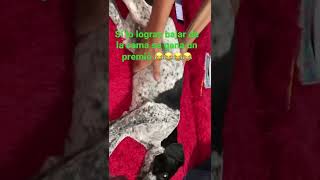 #reals #viral #dog Se adueñó de la cama 🛌 🐕 #amoranimal