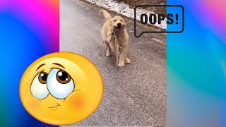 look how cute this dog runs to owner on the slippery road🥰  (: funny, cute dogs and cats video :)