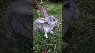 Bugs Bunny #looneytunes #rabbit #pets #fyp