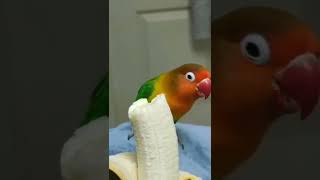 BURUNG LOVEBIRD MAKAN PISANG