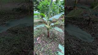 Planta de Banano Variedad Gal#shorts.