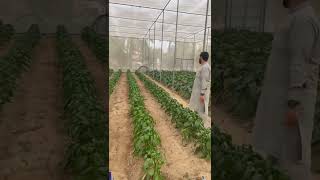 #البيوت الزراعية #المحمية البيوت المحمية#greenhouse #agro