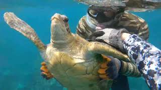 TURTLE RESCUE! Sea Turtle Entangled in Fishing Line