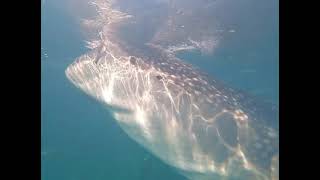 The whale shark