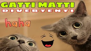 Funny Cat video - compilation