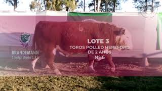 Mayaco Toro PR Corral 43  N 6