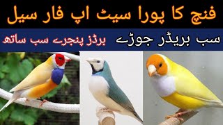 Finch Bird For Sale | Finch Bird Types And Price | Khan Birds Collection