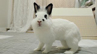 9월14일 라이브🐰