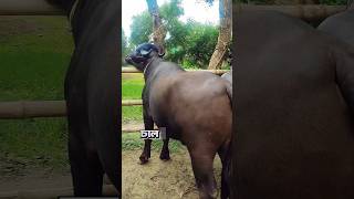 মহিষের ভাল বাজার #cattle #cattlemarket #buffalo #bullvlog