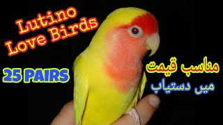 Lutino Love Birds 2022 | African Love Birds Pakistan | Khan Birds Collection