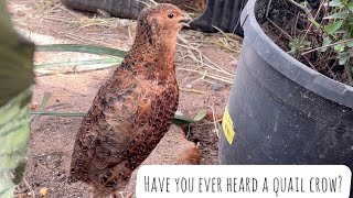 Quail Crowing! It’s Such A Cute Animal Sound