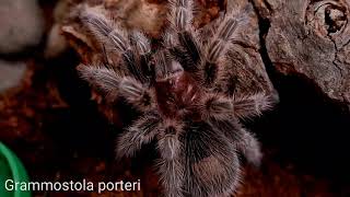 Gorby Exotics - Tarantula Highlight Video 001 (Grammostola porteri)