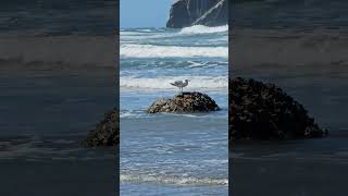 sea gull #oregoncoast #beautyiseverywhere #beach #bandonoregon