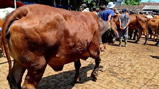 15500‼️ BABON SUPER JUMBO || MUSIM HUJAN HARGA TURUN LAGII || Pasar Tuban