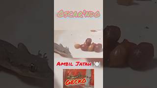 ambil Jatah makan Tokek (Gecko)😀, Cicak Besar🤦‍♀️