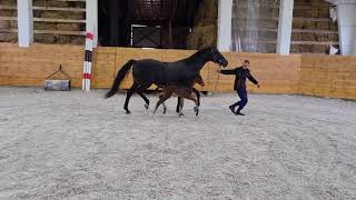 Jazzy Dance, filly by Jazz-Fürstenball *2021