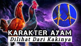 Memilih Karakter Ayam Hobi Dilihat Dari Kakinya