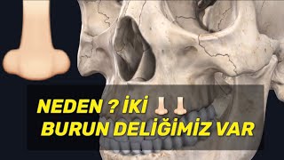 NEDEN İKİ BURUN DELİĞİMİZ VAR ?