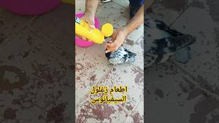 إطعام زغلول حمام السيفيانوس Feeding baby pigeons #pigeon #حمام #birds #اكسبلور #زاجل