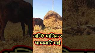 Kisan Ra Gai|| Cow and Farmer#shorts#youtubeshort