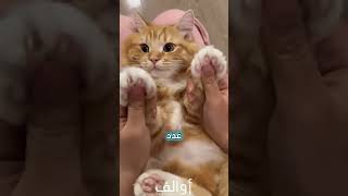 لماذا يتمدد قطك عندما يراك؟ 🐈💙