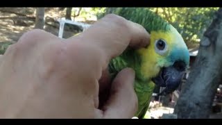 Petting Blue Front Amazon Parrot on Head - Cute HD