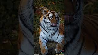 Did you know, that the Siberian tiger is the biggest cat on our planet 🐯👉 timer-clock.com