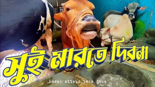 খামারের সব গরুকে ক্ষুরা ভ্যাকসিন দিলাম || FMD vaccination || Purbasha Agro