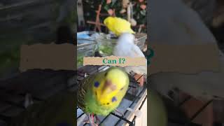 Smart and lovely little budgies #part-1