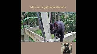 MAIS UM GATO ABANDONADO AQUI NO O RANCHO...