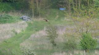 Rohrweihe - Weibchen in ihrem Revier - Holzberg Böhlitz - marsh harrier