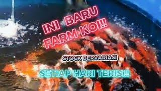 FIKRI KOI FARM BLITAR,FARM KOI BERSKALA KECIL,TAPI HI QUALITY PUN READY!