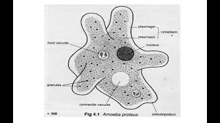 How It Eats Without a Mouth: The Amazing Amoeba!!