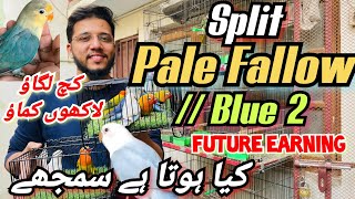 Split Pale Fallow blue 2 possible | kia hota hai ? kuch lgao lakho kamao